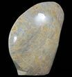 Free-Standing Polished Fossil Coral (Actinocyathus) Display #69365-1
